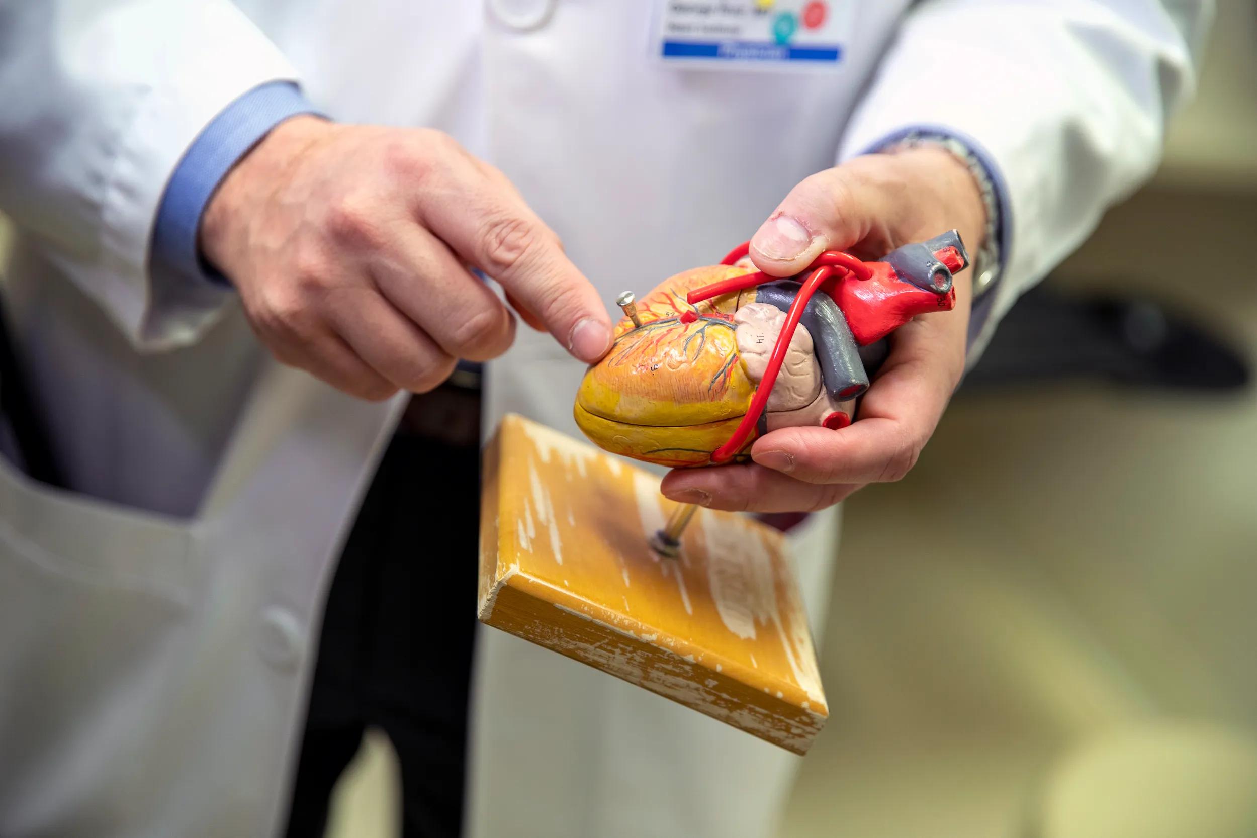 Hands showing heart model