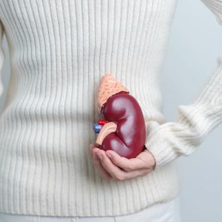 woman holding Anatomical human kidney Adrenal gland model. disease of Urinary system and Stones, Cancer, world kidney day, Chronic kidney and Organ Donor Day concept