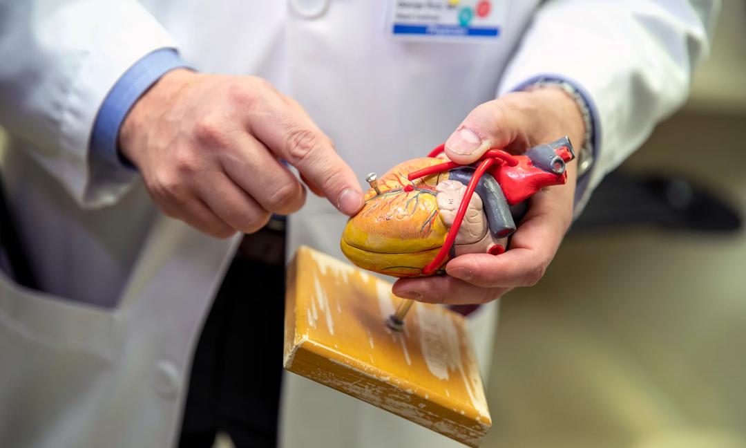 Clinical-HeartVascularInstitute-PgBanner-ModelHeart