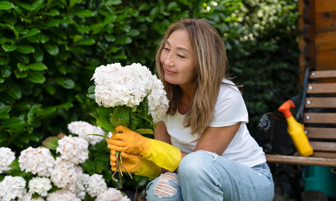 Woman holds white hydrangeas while gardening near a wooden bench in a sunny location